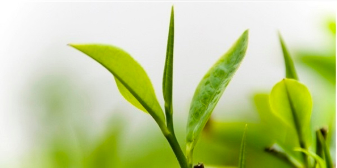 Các làng nghề chè Tân Cương hội nhập và phát triển