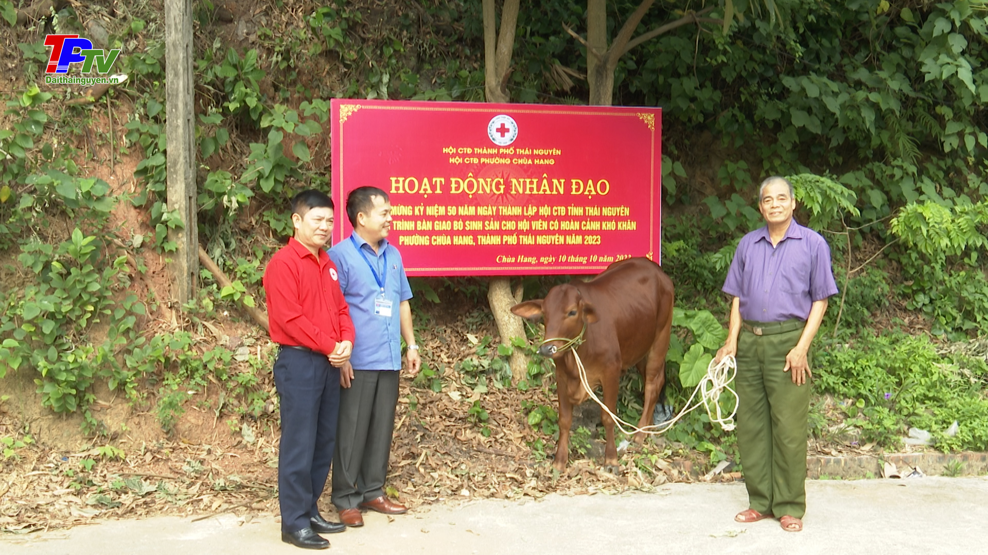 Hội chữ thập đỏ TP Thái Nguyên bàn giao bò sinh sản cho hội viên khó khăn ở phường Chùa Hang