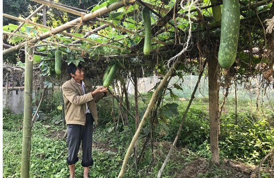 Chọn cây cho đất
