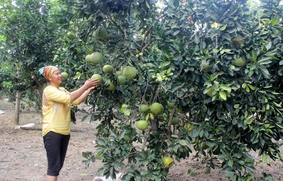 Cây bưởi trên đất Tràng Xá