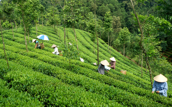 Từng bước xây dựng thương hiệu chè Văn Cường 1