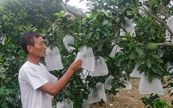 Trồng cây ăn quả theo hướng sản xuất hàng hóa
