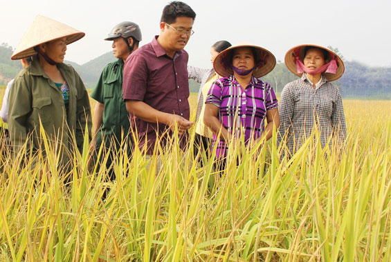 Thành công từ mô hình “cánh đồng mẫu lớn”