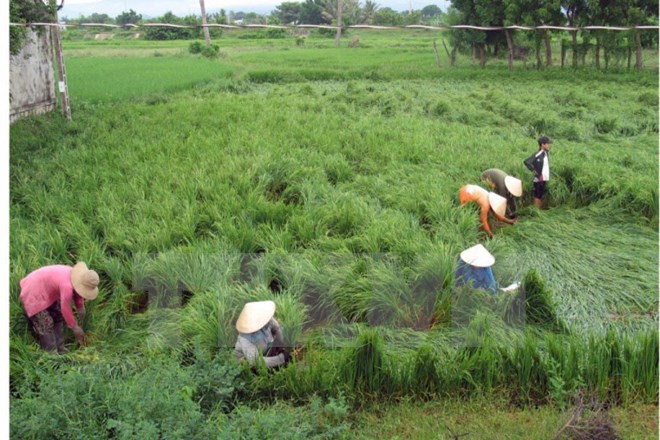 Đông Bắc Bộ thời tiết ẩm ướt, mưa rải rác trên hầu khắp cả nước