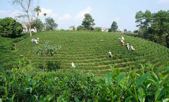 Gỡ khó trong sản xuất chè vụ đông