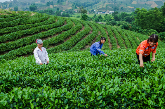 Góp phần xây dựng thương hiệu chè Đại Từ