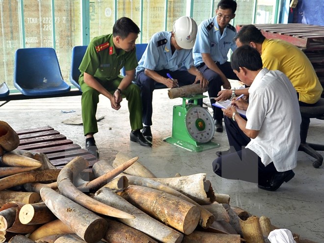Sẽ tiêu hủy trên 2 tấn ngà voi và 70kg sừng tê giác tại huyện Sóc Sơn