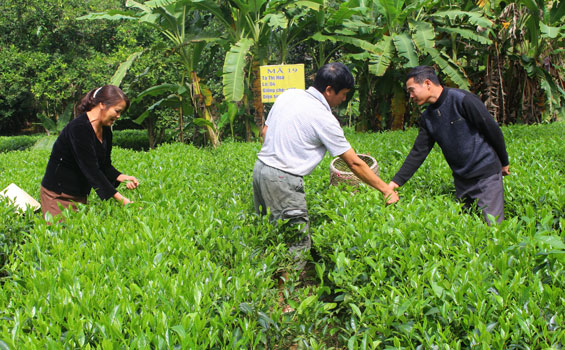 Để duy trì sản xuất chè theo tiêu chuẩn VietGAP