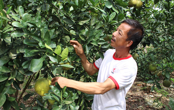 Khó tìm đầu ra cho sản phẩm nông nghiệp