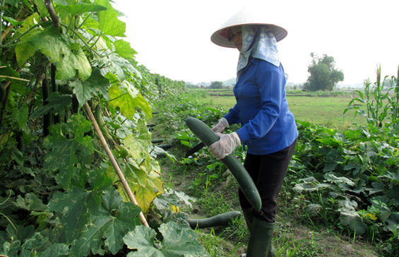 Mở hướng phát triển kinh tế từ bí xanh