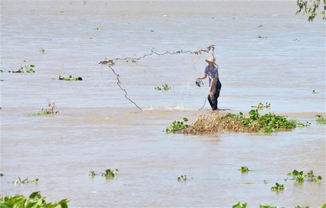 Đồng bằng sông Cửu Long mùa nước nổi: Mở đồng đón phù sa