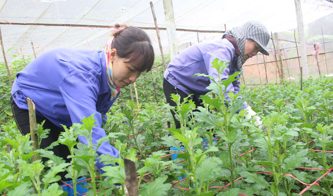 Nông nghiệp công nghệ cao rất cần doanh nghiệp đồng hành 