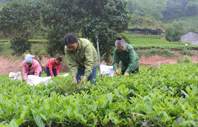 Phổ Yên chú trọng thành lập các tổ sản xuất chè VietGAP 