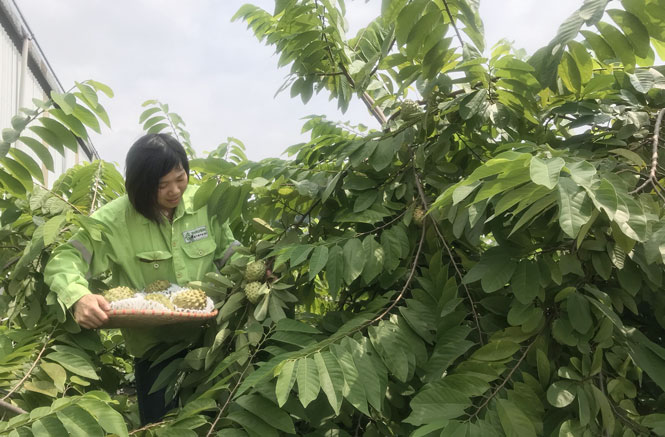 Đưa giống na dứa vào trồng thử nghiệm 