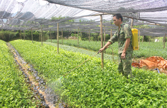 Đẩy mạnh phát triển kinh tế tập thể 