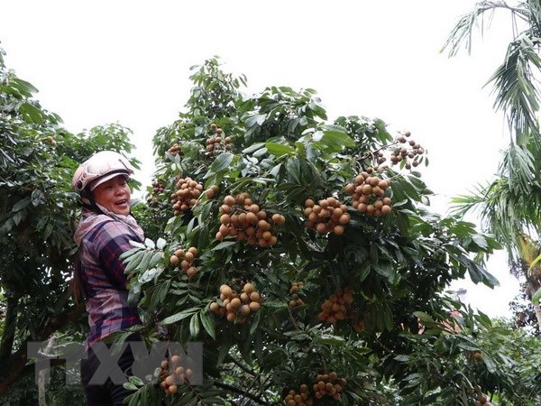 Bội thu mùa nhãn, nhiều nông dân Hải Dương lãi hàng trăm triệu đồng