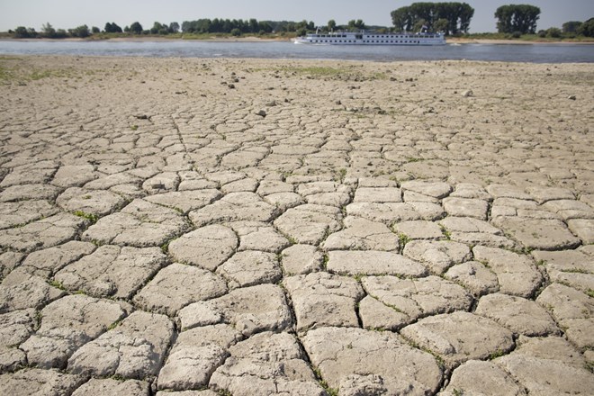Ngành chăn nuôi ở châu Âu 'đau đầu' vì hạn hán hiếm thấy