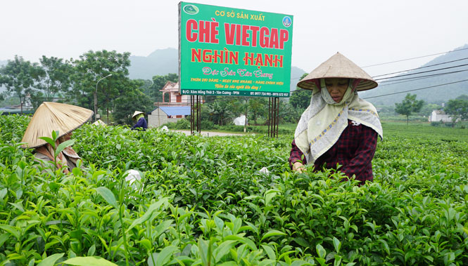 Phát triển du lịch sinh thái từ lợi thế nông nghiệp 
