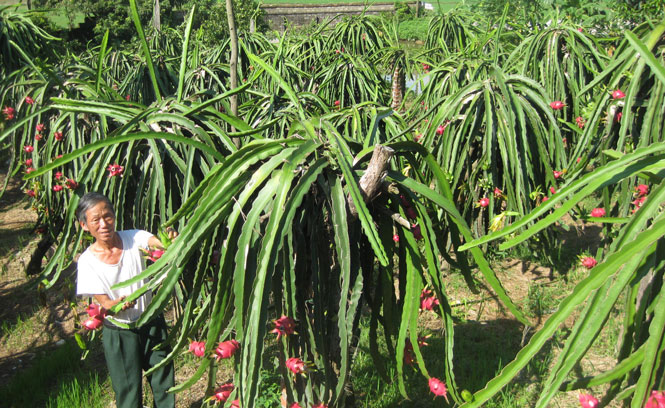 “Vàng càng luyện càng trong” 