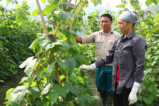 Phát huy vai trò của nông dân trong hội nhập và phát triển 