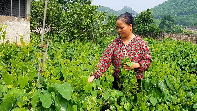 Hiệu quả trong chuyển đổi cơ cấu cây trồng ở Linh Sơn 
