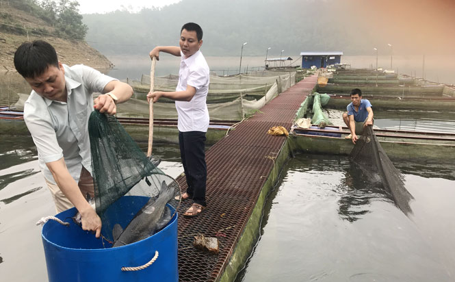 Nuôi cá lồng trên hồ Vai Miếu đem lại hiệu quả cao 