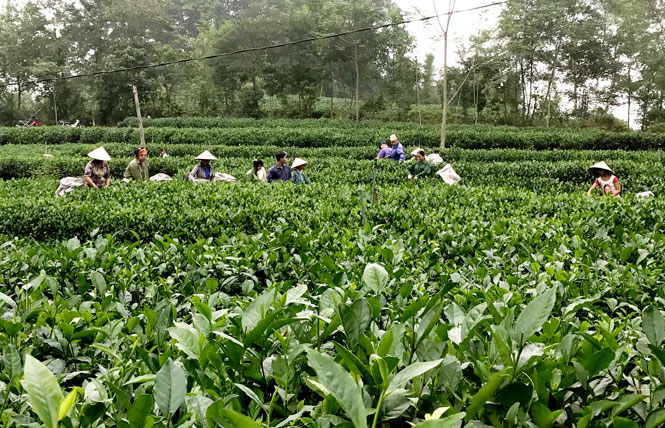 Hiệu quả từ các chương trình, đề án 