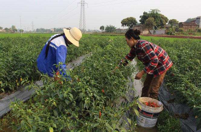 Đẩy mạnh liên kết trong sản xuất nông nghiệp 