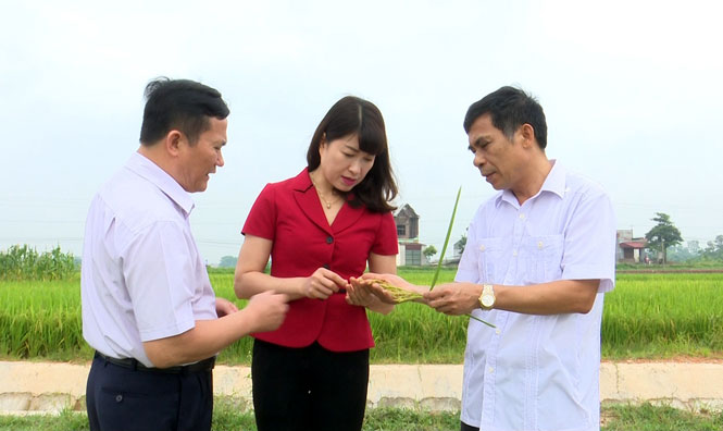 Thường trực HĐND tỉnh khảo sát Dự án cánh đồng mẫu lớn tại Phú Bình 