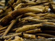 Truy tố nguyên cán bộ hải quan “rút ruột” ngà voi, sừng tê giác