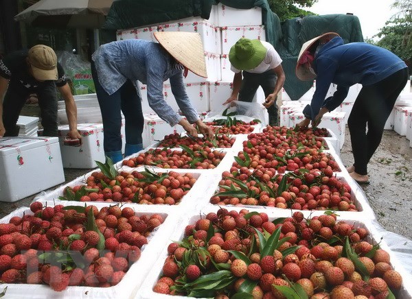 Mỗi ngày có hơn 1.000 tấn vải thiều Bắc Giang được tiêu thụ