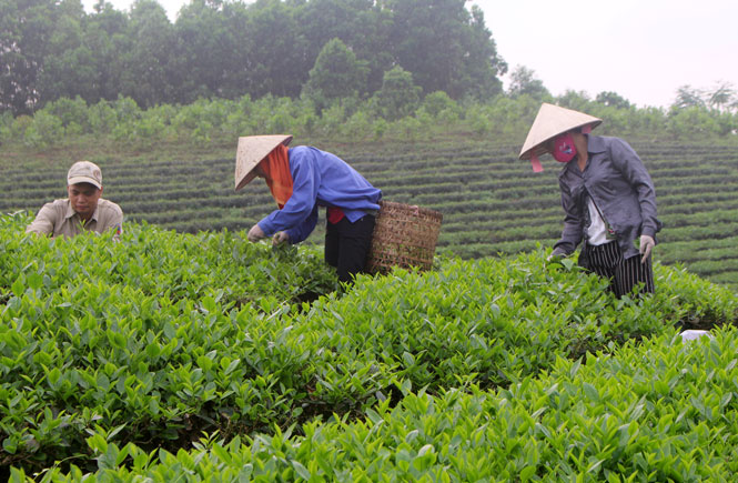 Xây dựng thương hiệu từ sản xuất chè an toàn 