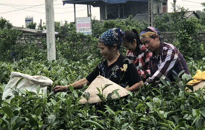Xây dựng nông thôn kiểu mẫu ở Tiên Hội 