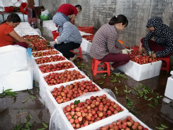 Vải thiều Lục Ngạn vụ 2018 có chất lượng tốt nhất từ trước đến nay