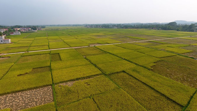 Đánh giá kết quả thực hiện Dự án dồn điền đổi thửa, xây dựng cánh đồng mẫu lớn 