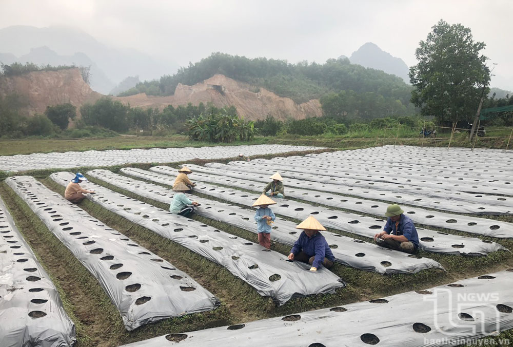Võ Nhai đa dạng hóa nông sản
