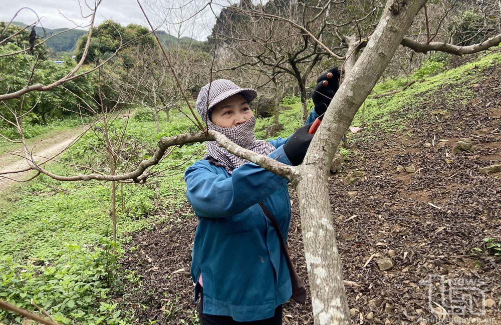 Mùa tỉa cành “cây bạc tỷ”