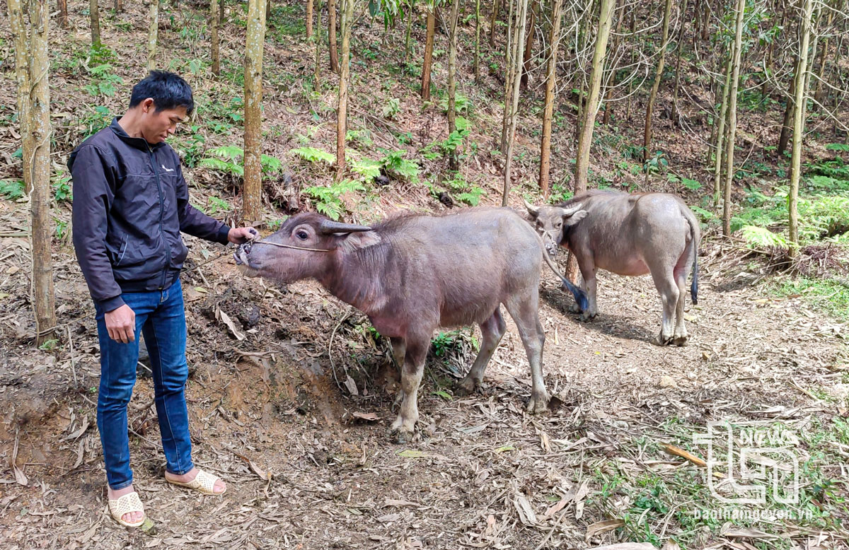 ​​​​​​​Khẩn trương làm rõ phản ánh về việc hỗ trợ trâu cho hộ nghèo ở Võ Nhai