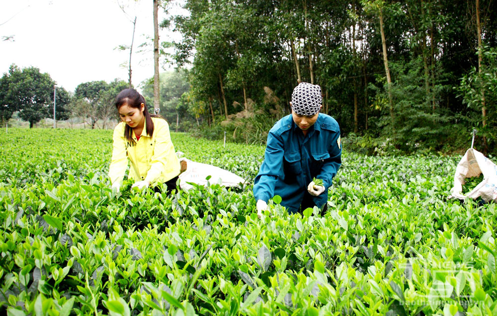 Mơn mởn chè xuân