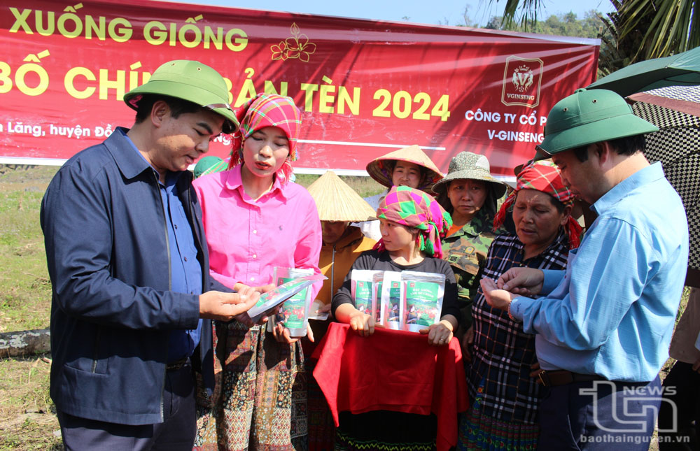 Triển vọng từ mô hình trồng sâm ở Bản Tèn