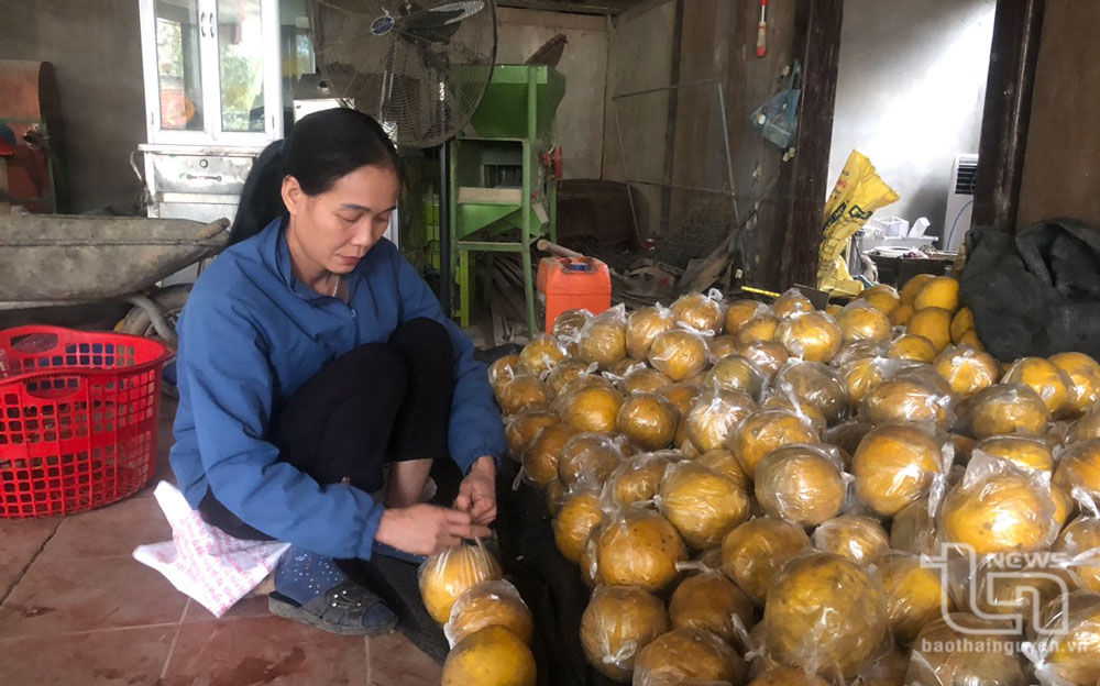 Người giàu ở Lục Thành