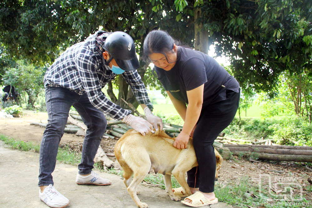 Không lơ là, chủ quan với bệnh dại
