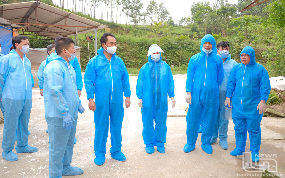 Chủ tịch UBND tỉnh kiểm tra mô hình nuôi lợn từ thức ăn có bổ sung trà xanh