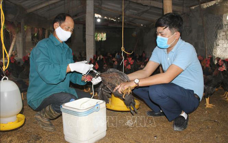 Việt Nam phát hiện trường hợp đầu tiên mắc cúm A/H9