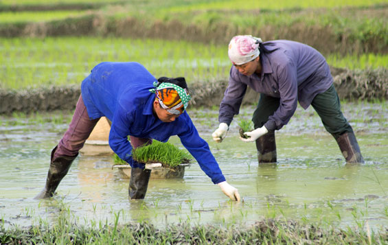 Đồng Hỷ: Dồn sức giành thắng lợi vụ xuân