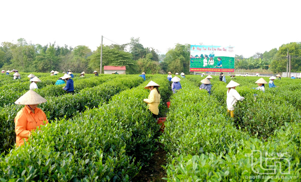 Khẳng định vị trí, vai trò của kinh tế tập thể