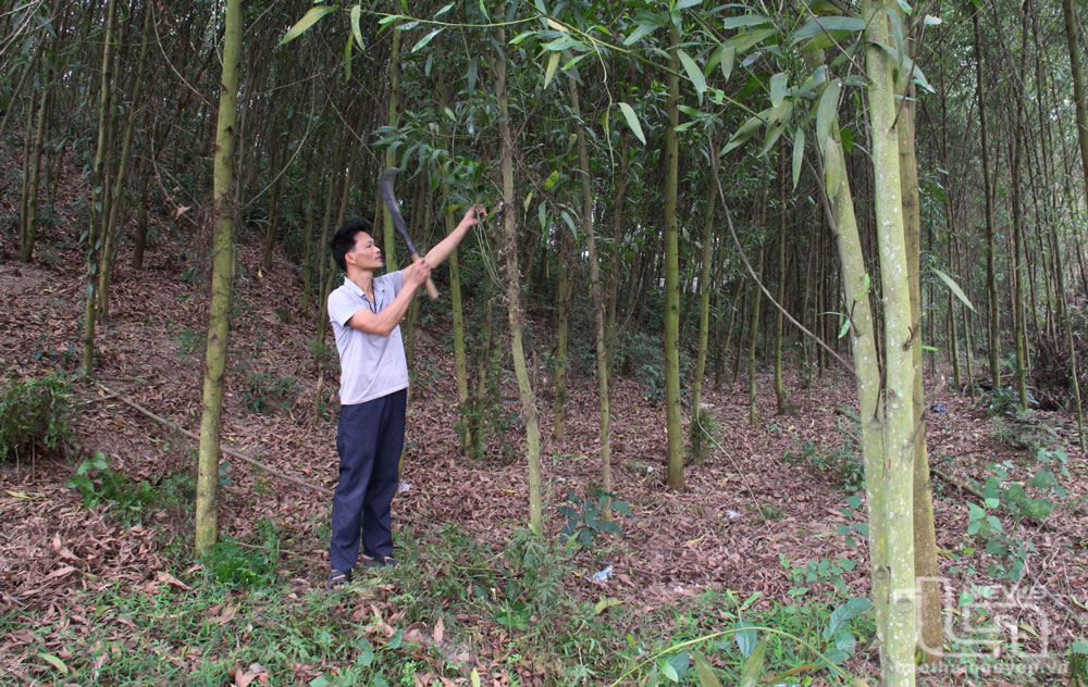 Tín dụng chính sách “sát cánh” cùng người dân