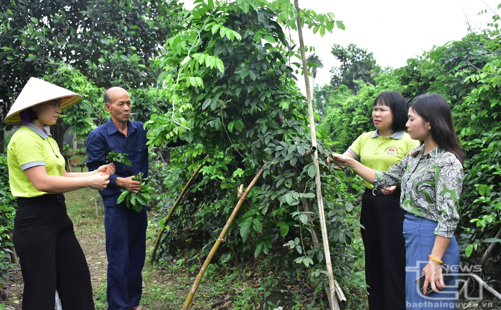 Nuôi hươu kết hợp trồng sâm nam cho hiệu quả cao