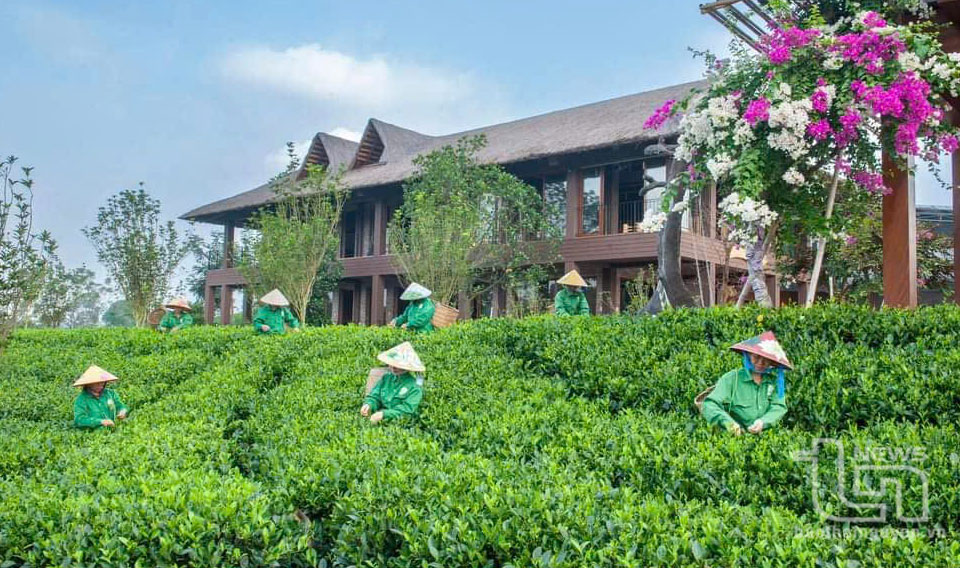 TP. Thái Nguyên: Giá trị sản xuất trên 1ha đất trồng chè đạt 1 tỷ đồng