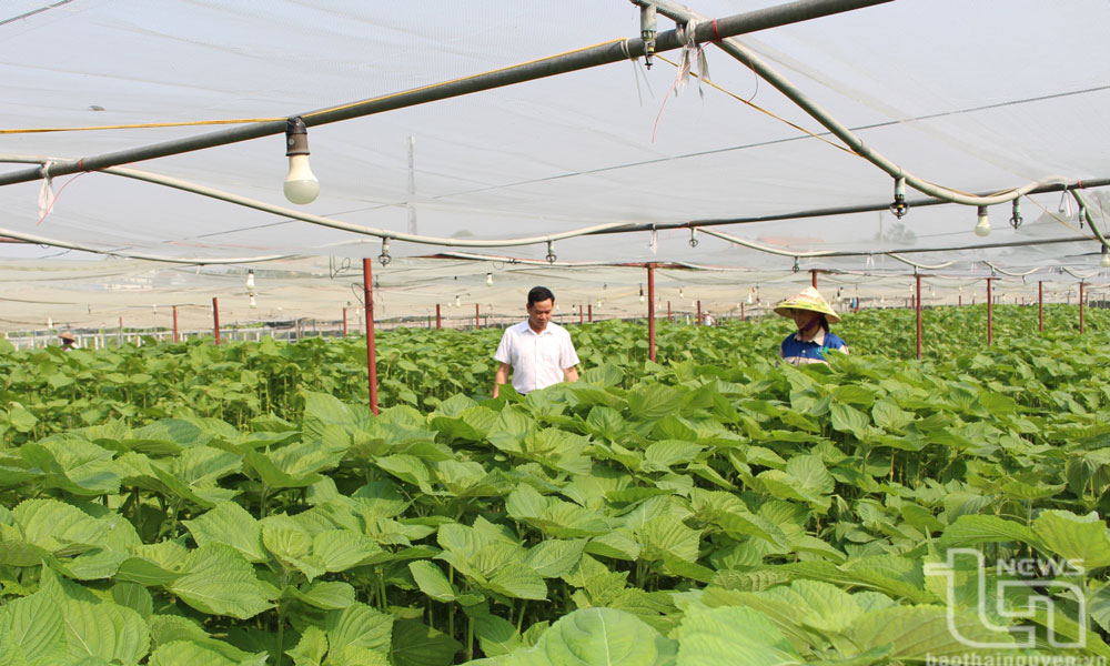 Đồng bộ giải pháp nâng cao thu nhập cho người dân